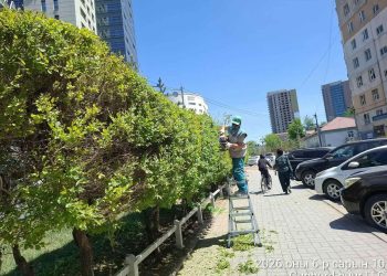 Баянгол дүүрэгт нийтийн эзэмшлийн 9.3 га талбайд зүлэг тарьж, ногоон байгууламжийг нэмэгдүүлж байна