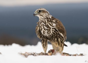 Шонхор агнах зөвшөөрөлтэй гадаад иргэдийн отогт нэвтэрсэн иргэнийг шалгаж байна