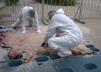 Дорнод аймгаас бэлтгэсэн 800 ширхэг үхрийн ширийг “Булигаар” ХК худалдан авлаа