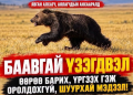 Явган алхагч, аялагчдын анхааралд